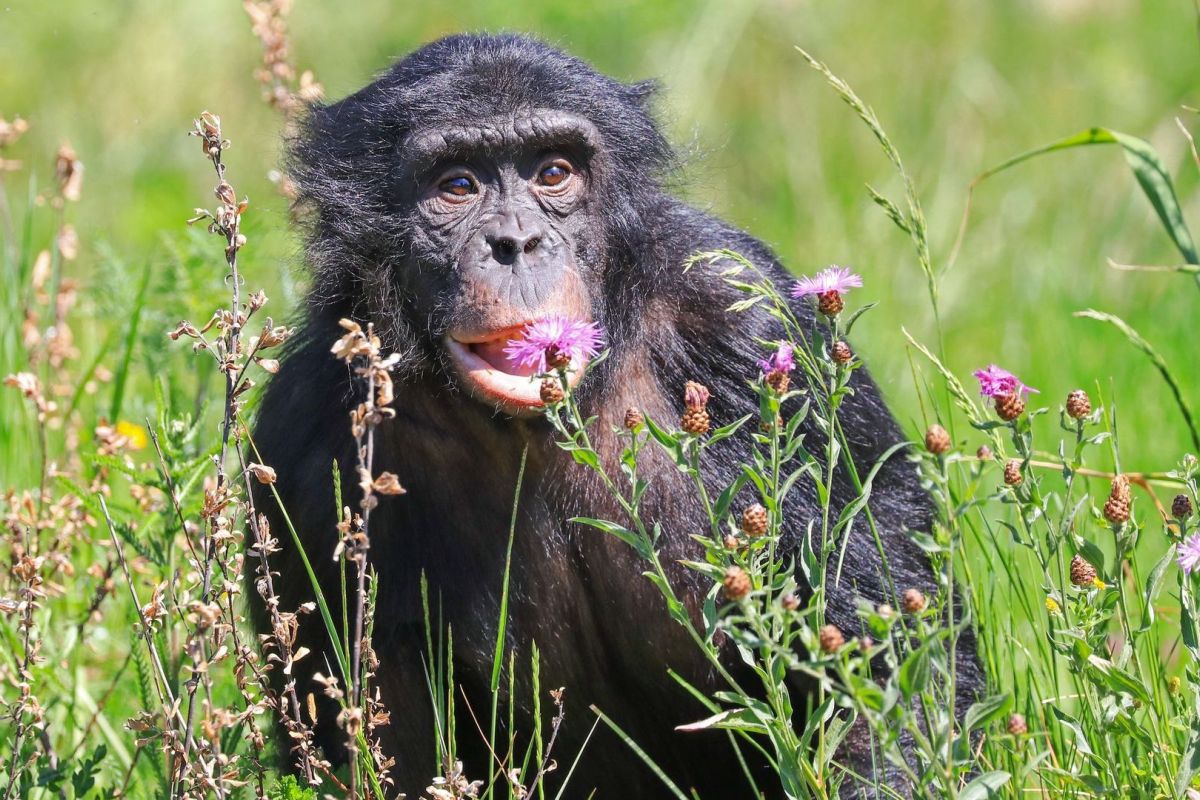 Ouwehands Dierenpark