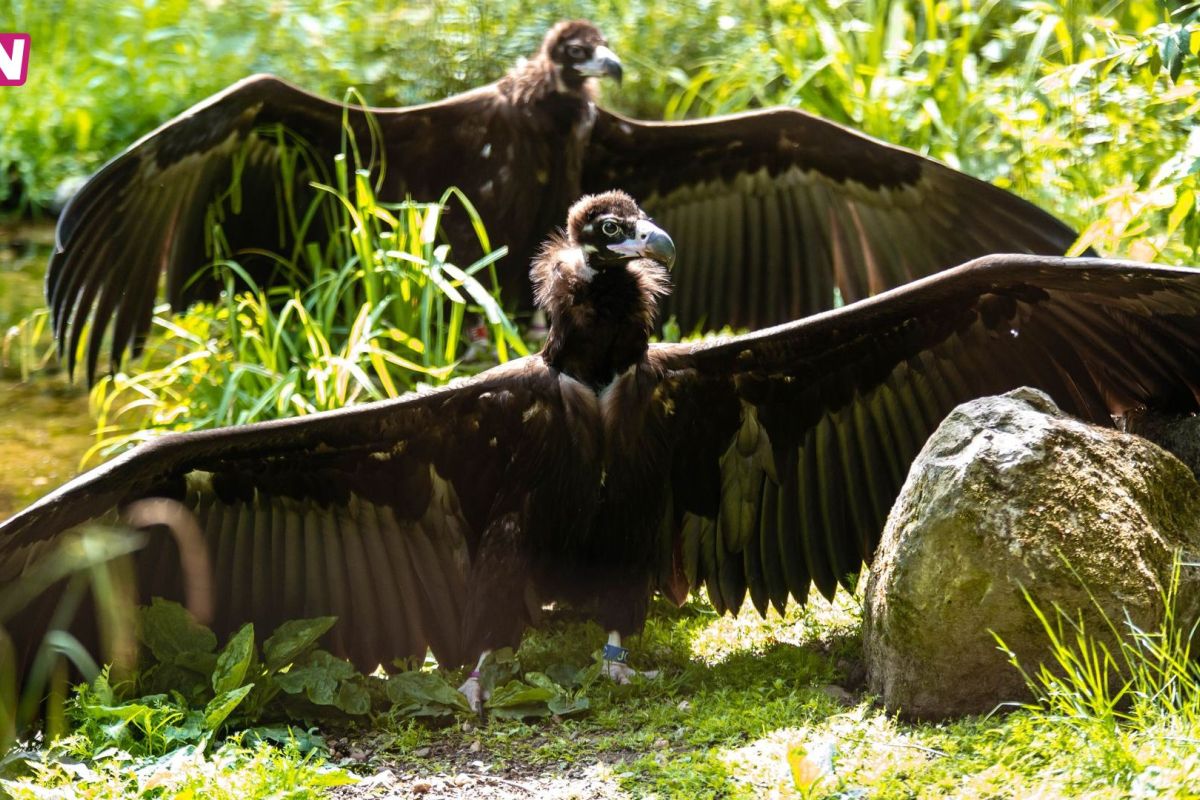 Ouwehands Dierenpark