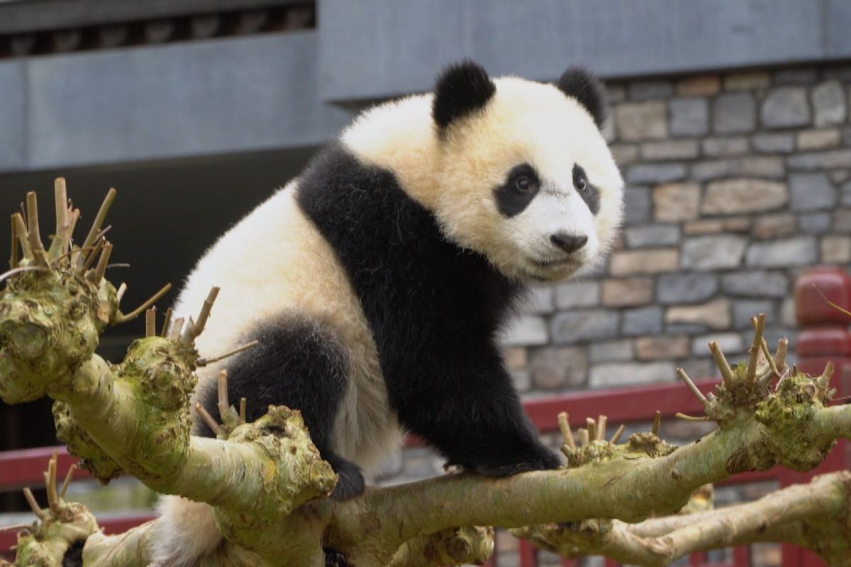 Ouwehands Dierenpark Rhenen