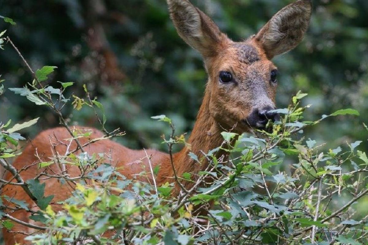 De Hoge Veluwe