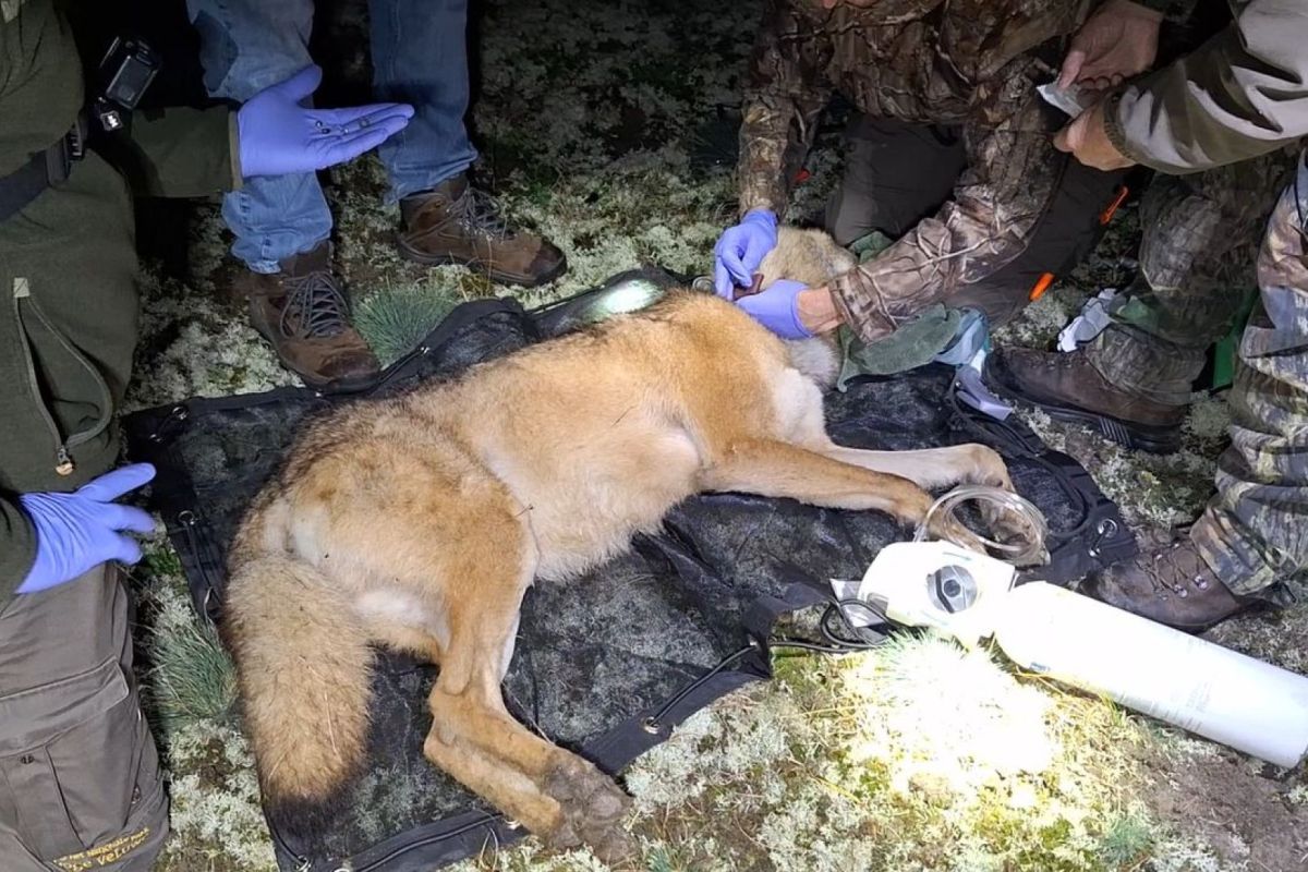 Nationaal Park De Hoge Veluwe