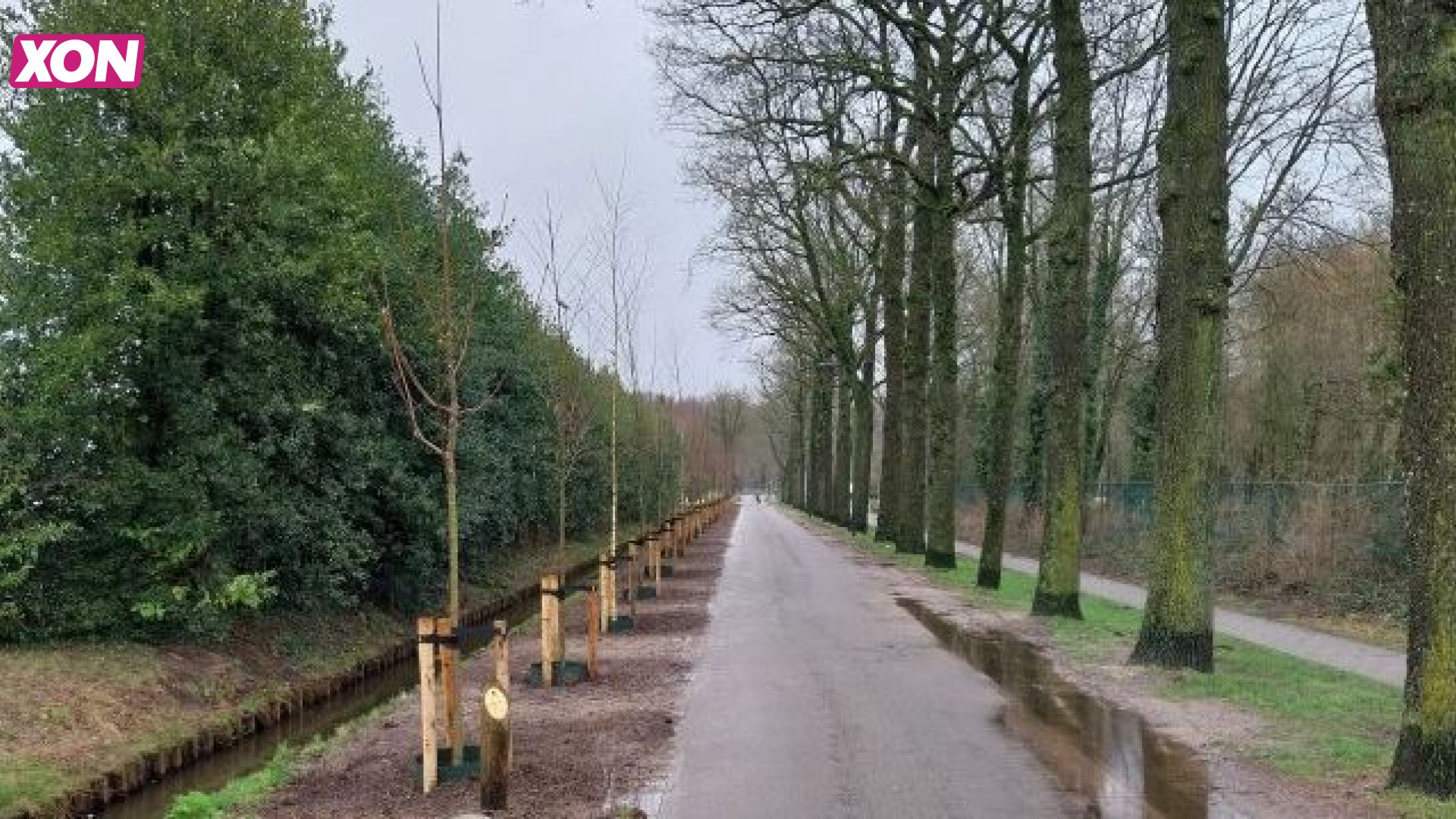 Nieuwe Bomen Willaerlaan Scherpenzeel XON 1 VALLEI Nieuwe Bomen Willaerlaan Scherpenzeel XON 1 VALLEI