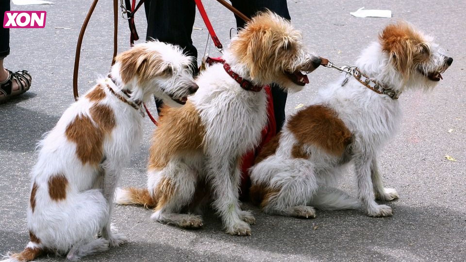 Hondenspeelplaats op Kernhem Ede een feit – XON