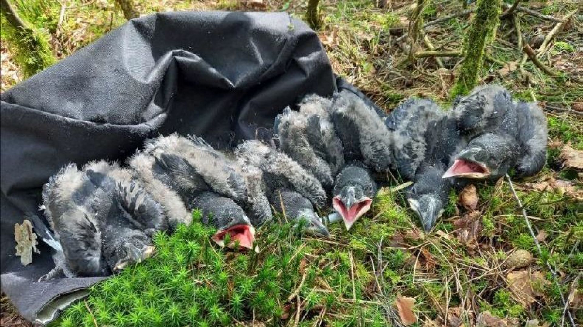Aantal raven in regio groeit: meer succesvolle nesten