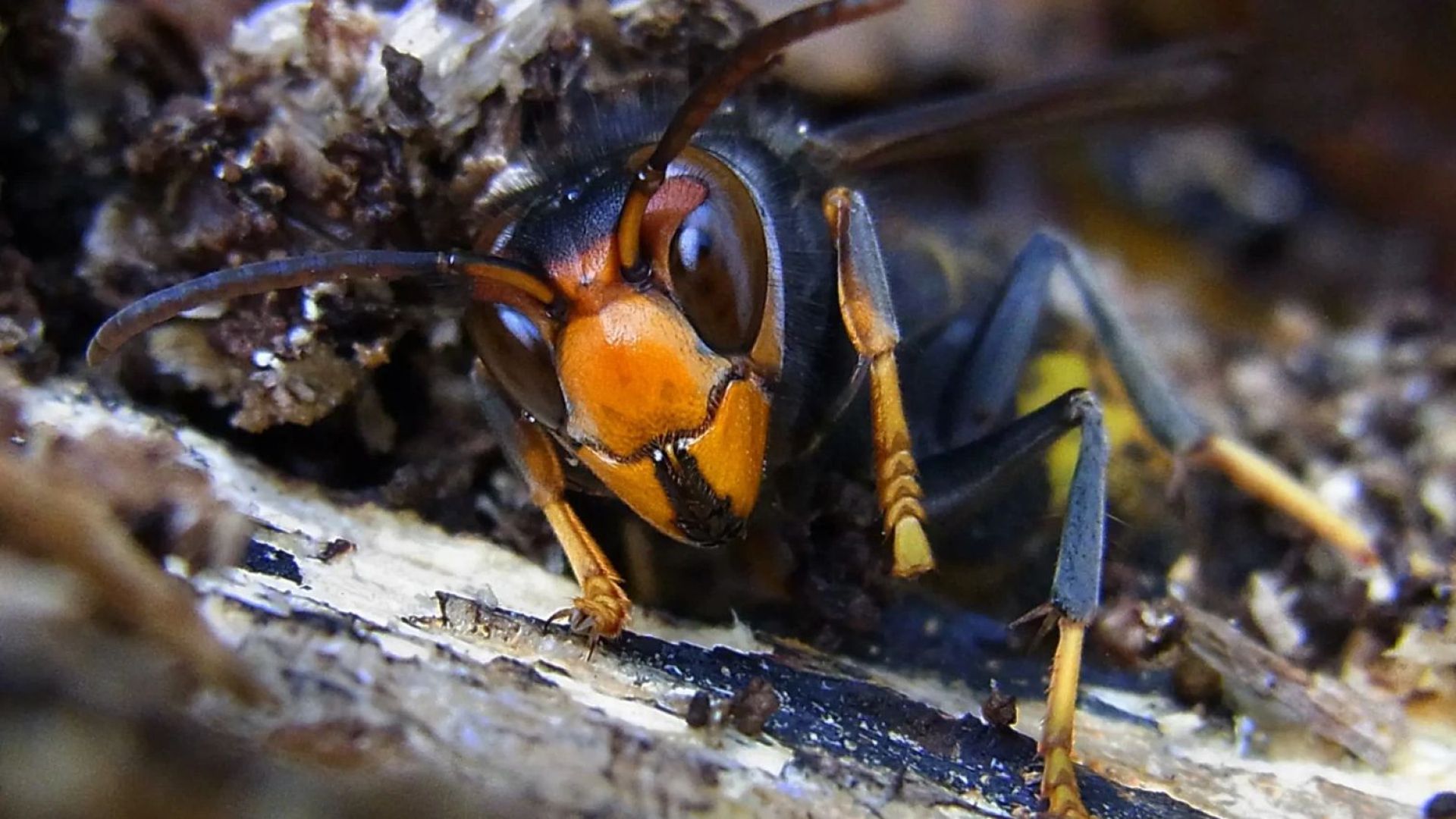 CU Veenendaal wil maatregelen Aziatische Hoornaar