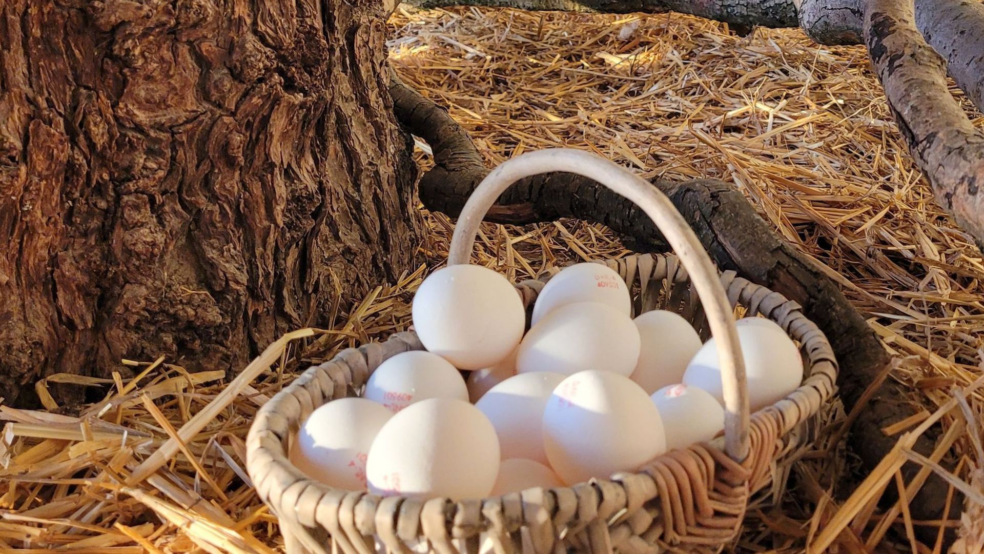 Kraats Eieren stopt tijdelijk verkoop vanwege vogelgriep Bennekom