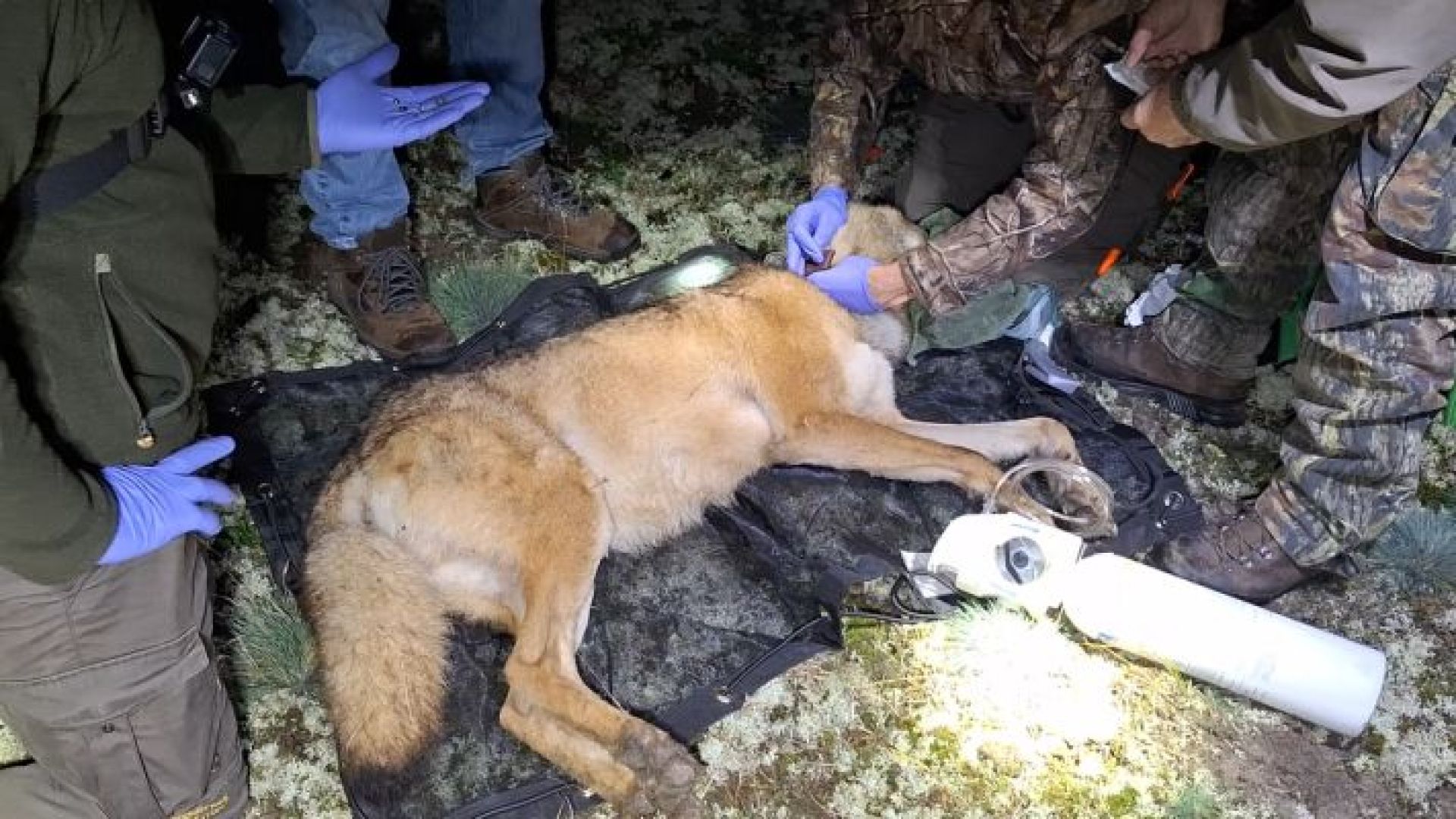 Gezenderde wolf Hoge Veluwe gespot op Utrechtse Heuvelrug