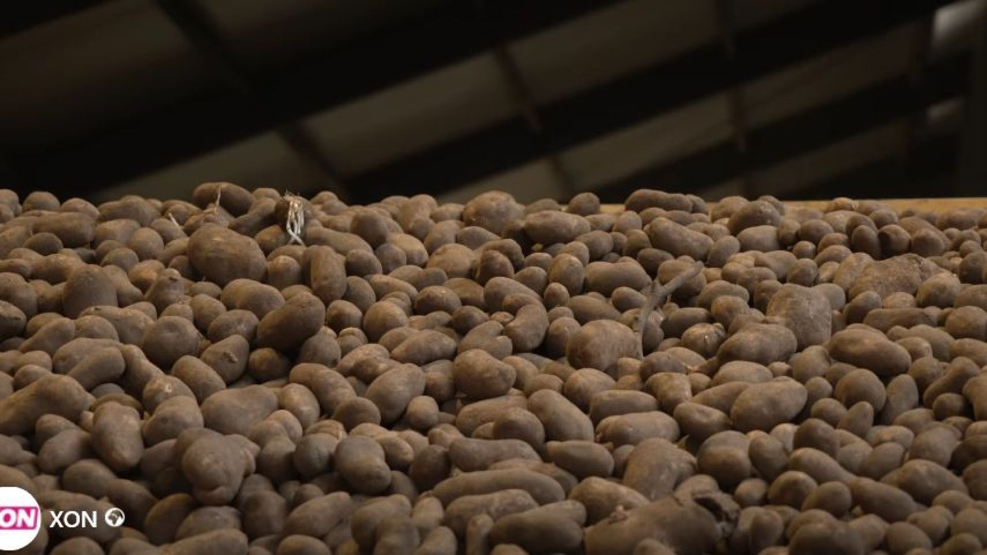 SALE 1,5 miljoen kilo piepers van boer Hardeman uit Harskamp op stoom door landelijke bekendheid