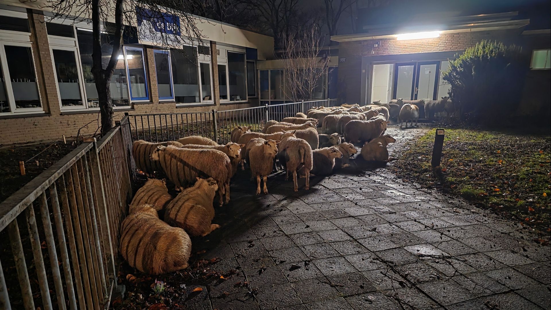 Schapen op plein SBO De Dijk in Wageningen