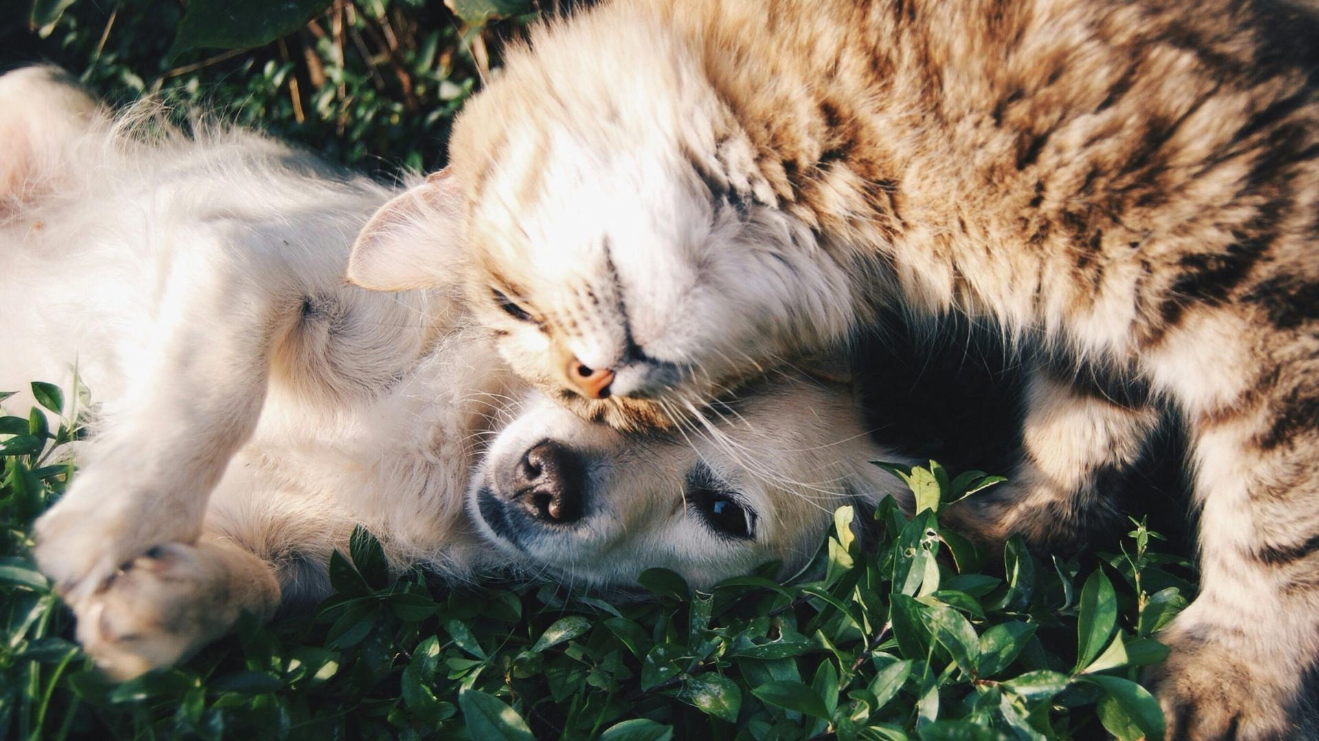Partij voor de Dieren Ede