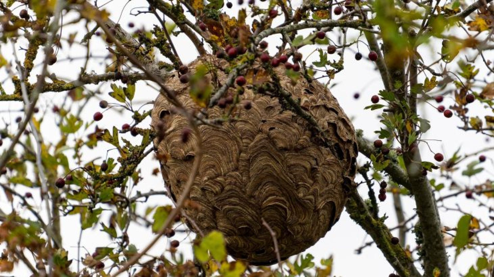Vanaf dit jaar alleen gerichte bestrijding Aziatische hoornaar in hele regio