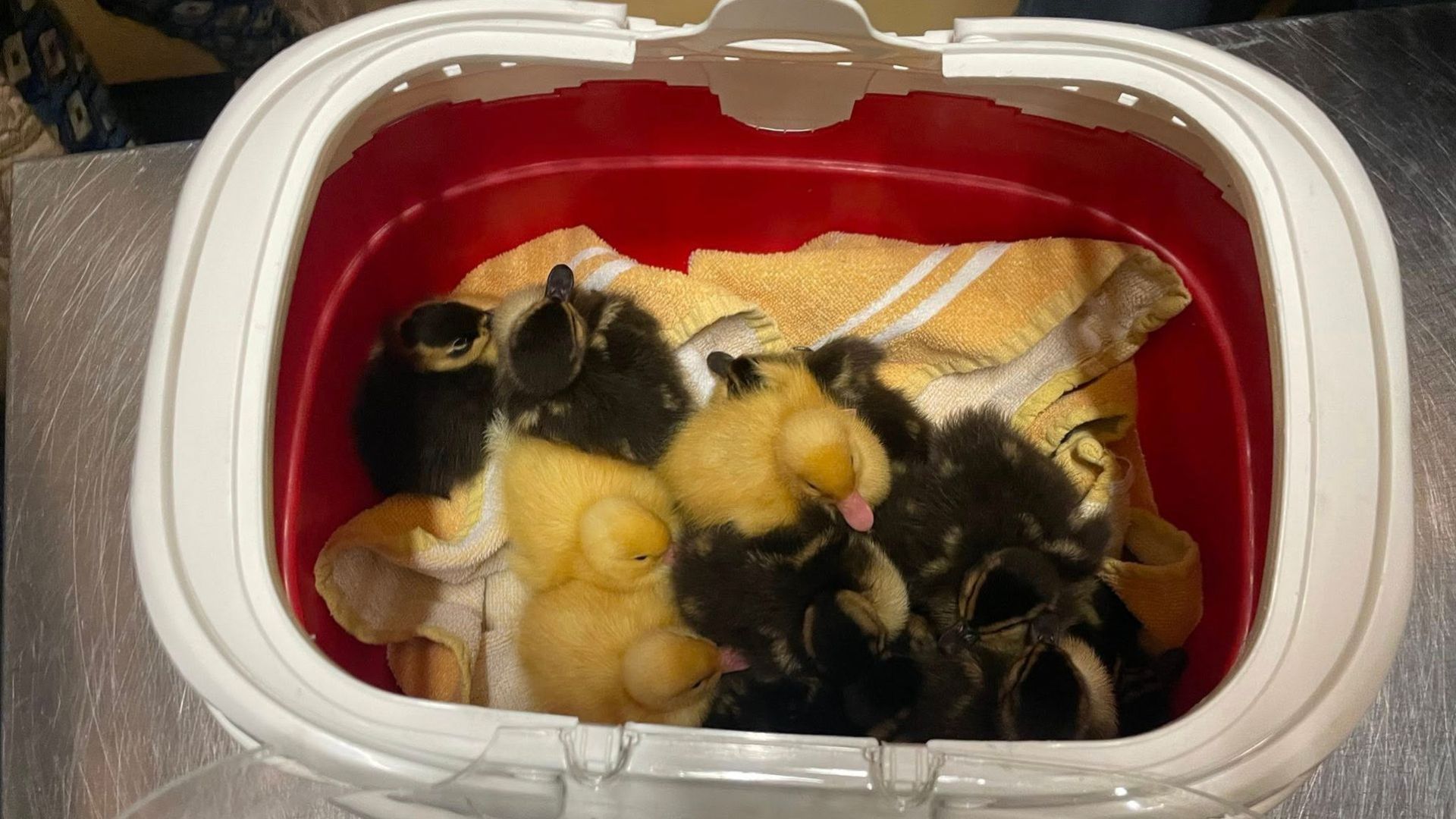 Dierenambulance Woudenberg eo redt pulletjes in Scherpenzeel