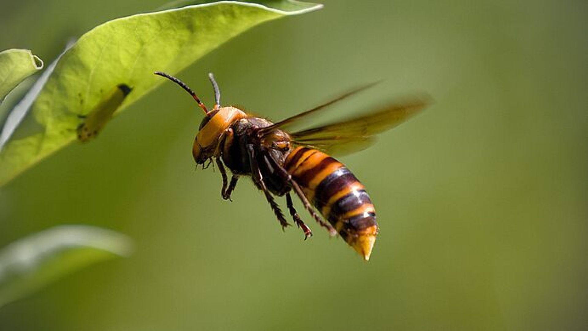 imkervereniging De Immenhof