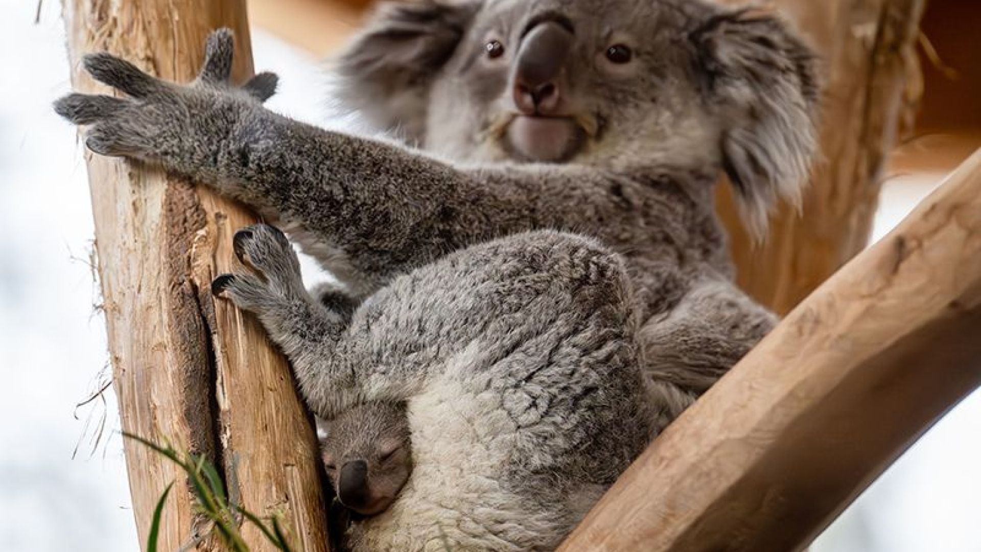 Koalamoeder in Ouwehands Dierenpark onverwachts overleden