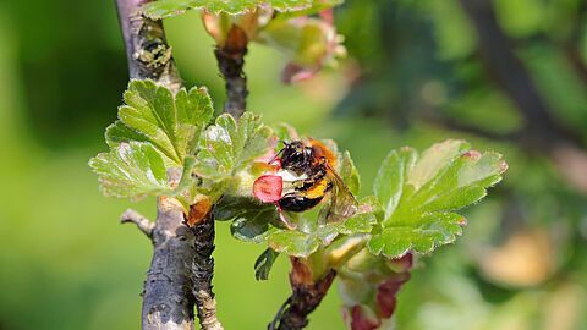 Boeren Bijen Oase op landgoed Kernhem