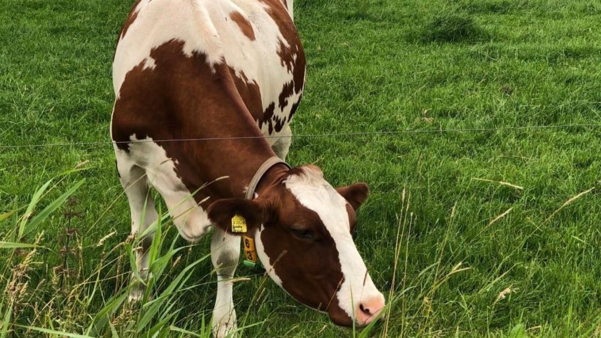 Veehouders gezocht voor meetnetwerk FoodValley