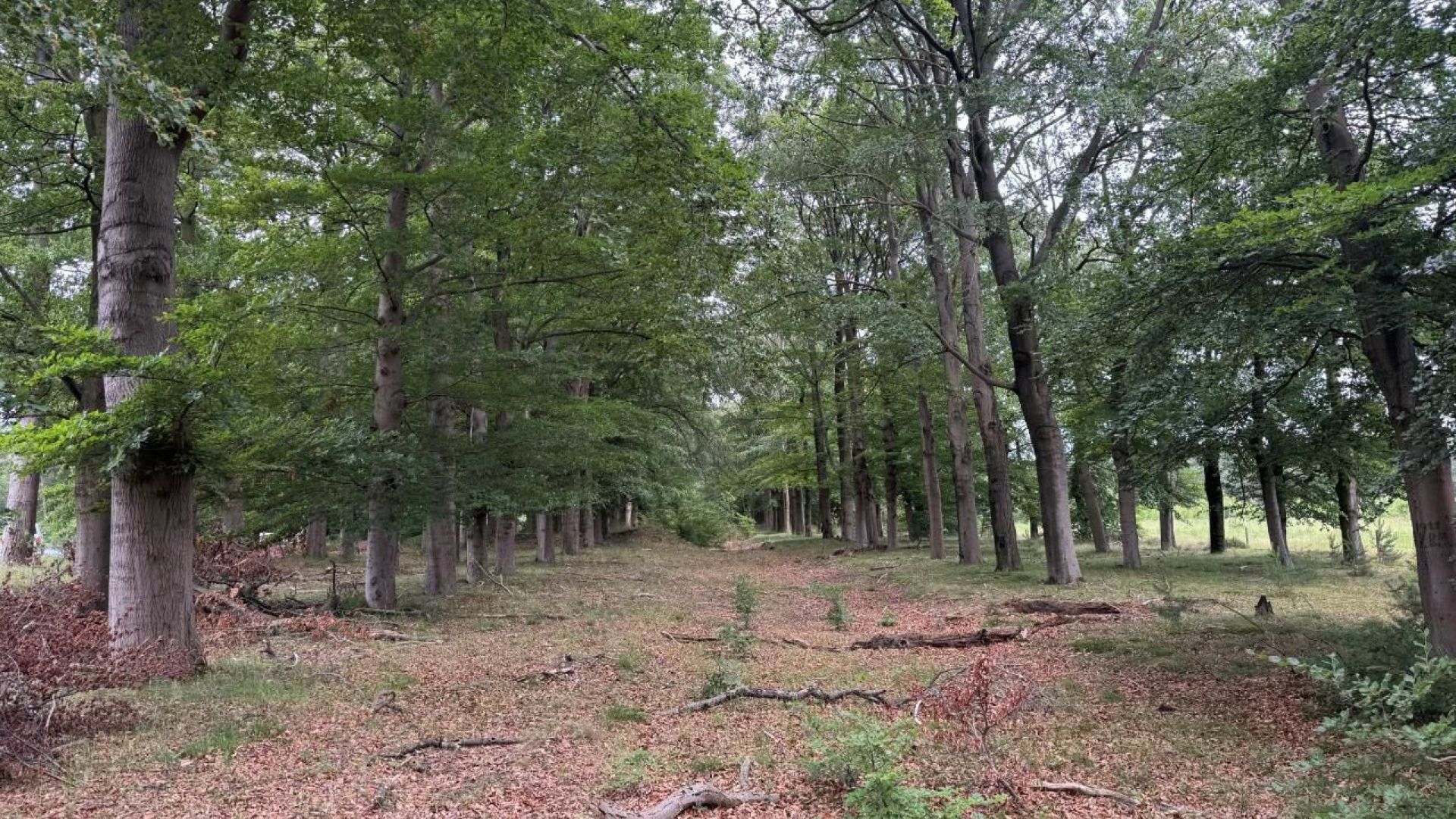 Nationaal Park de Hoge Veluwe verkoopt (bos)gronden in Otterlo