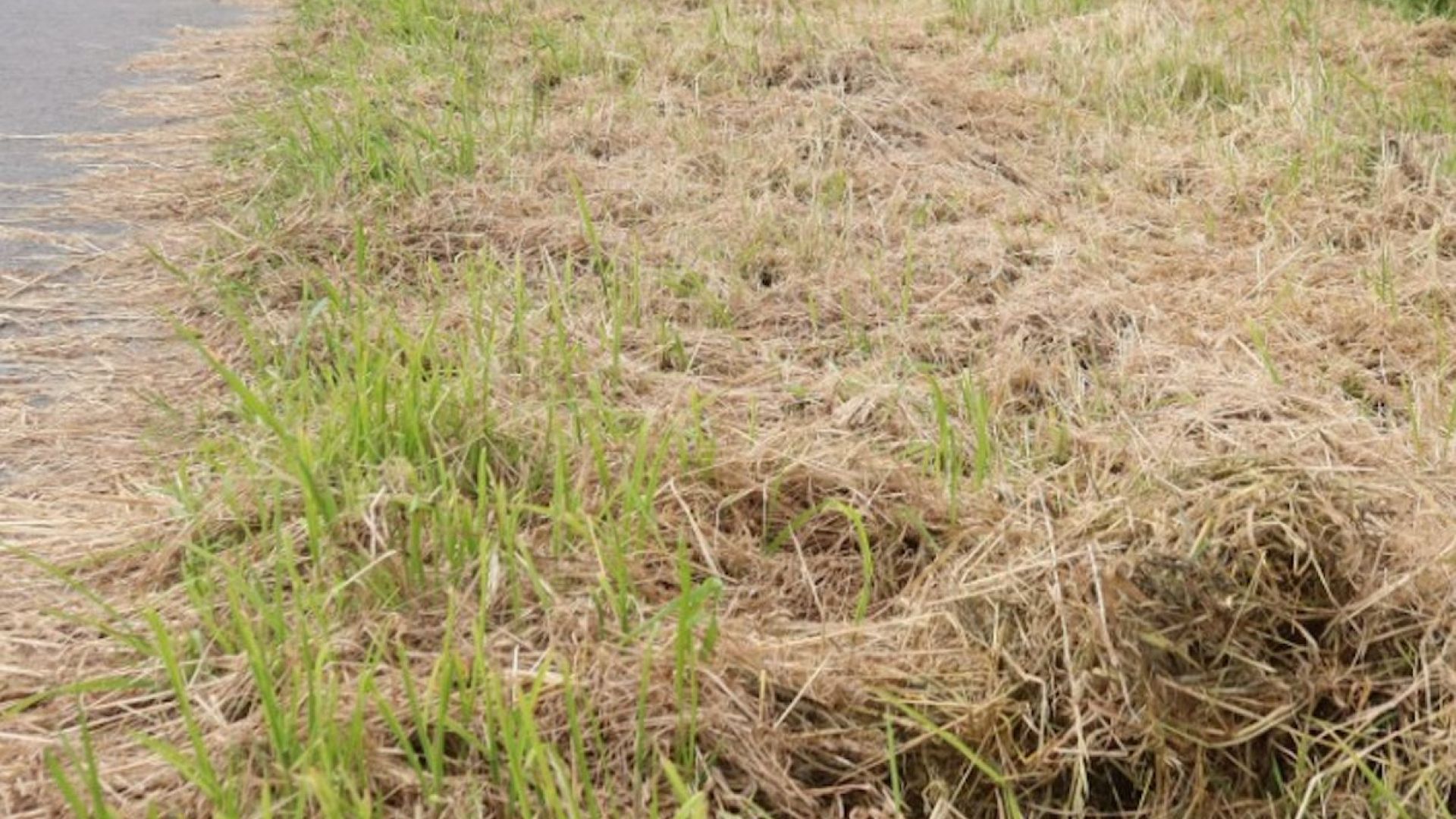 XON