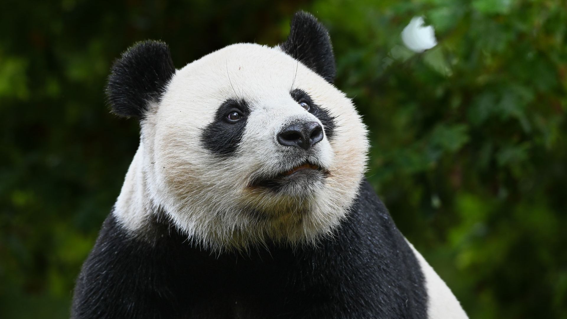 Ouwehands Dierenpark Rhenen