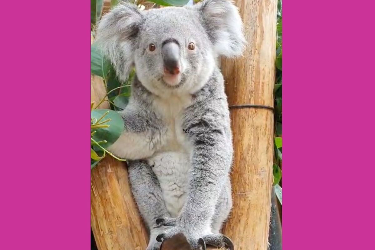 Ouwehands Dierenpark