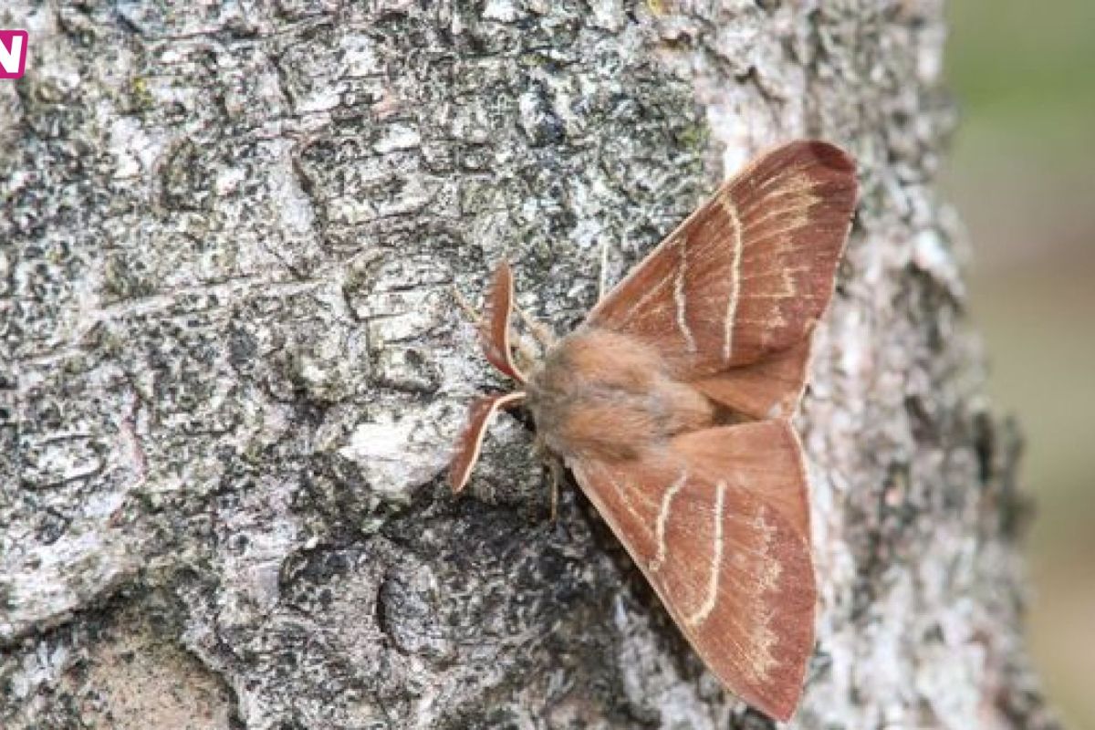 Nationaal Park de Hoge Veluwe