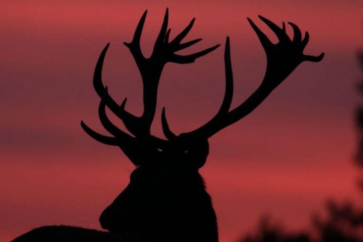 Nationaal Park de Hoge Veluwe