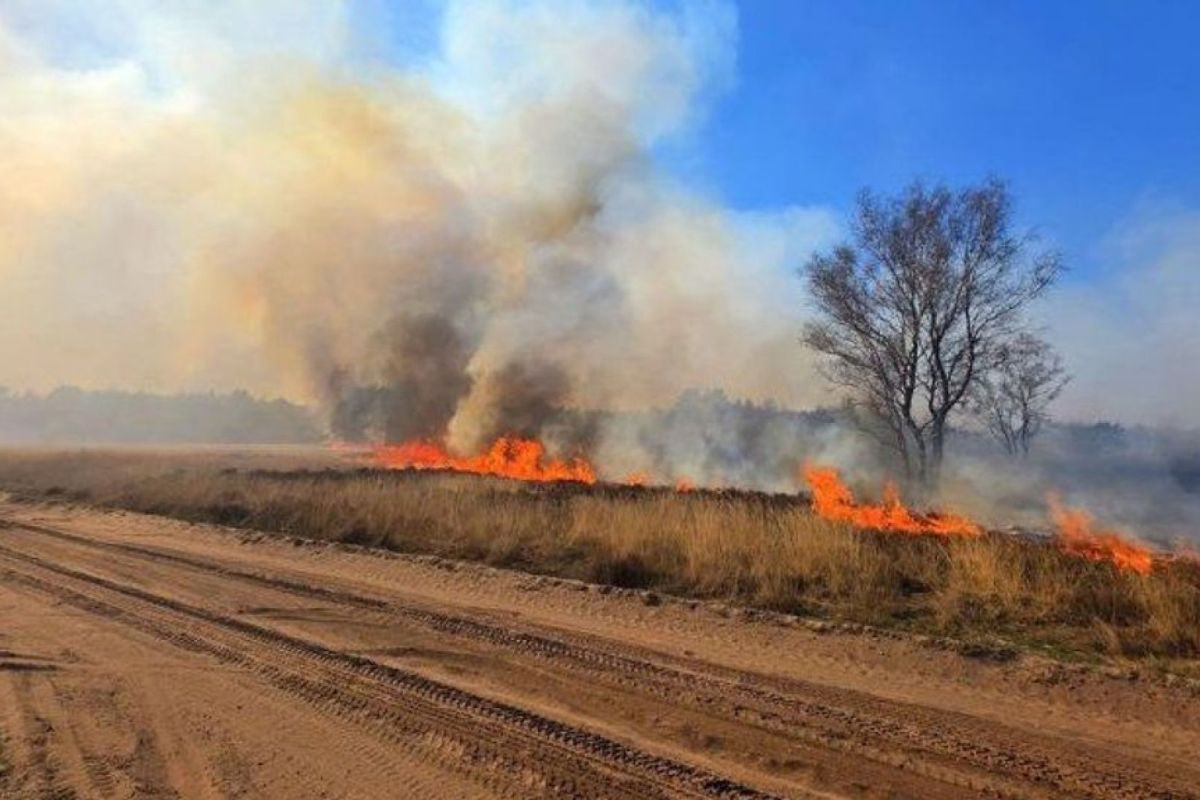 Louise van de Westeringh