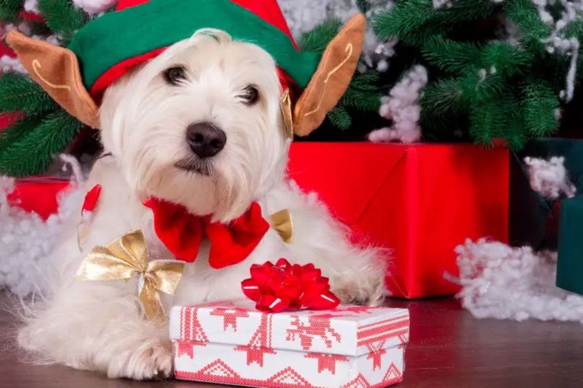 Christmas Challenge