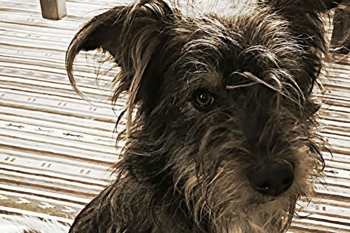 Stichting Hondenzoekgroep Gelderse Vallei