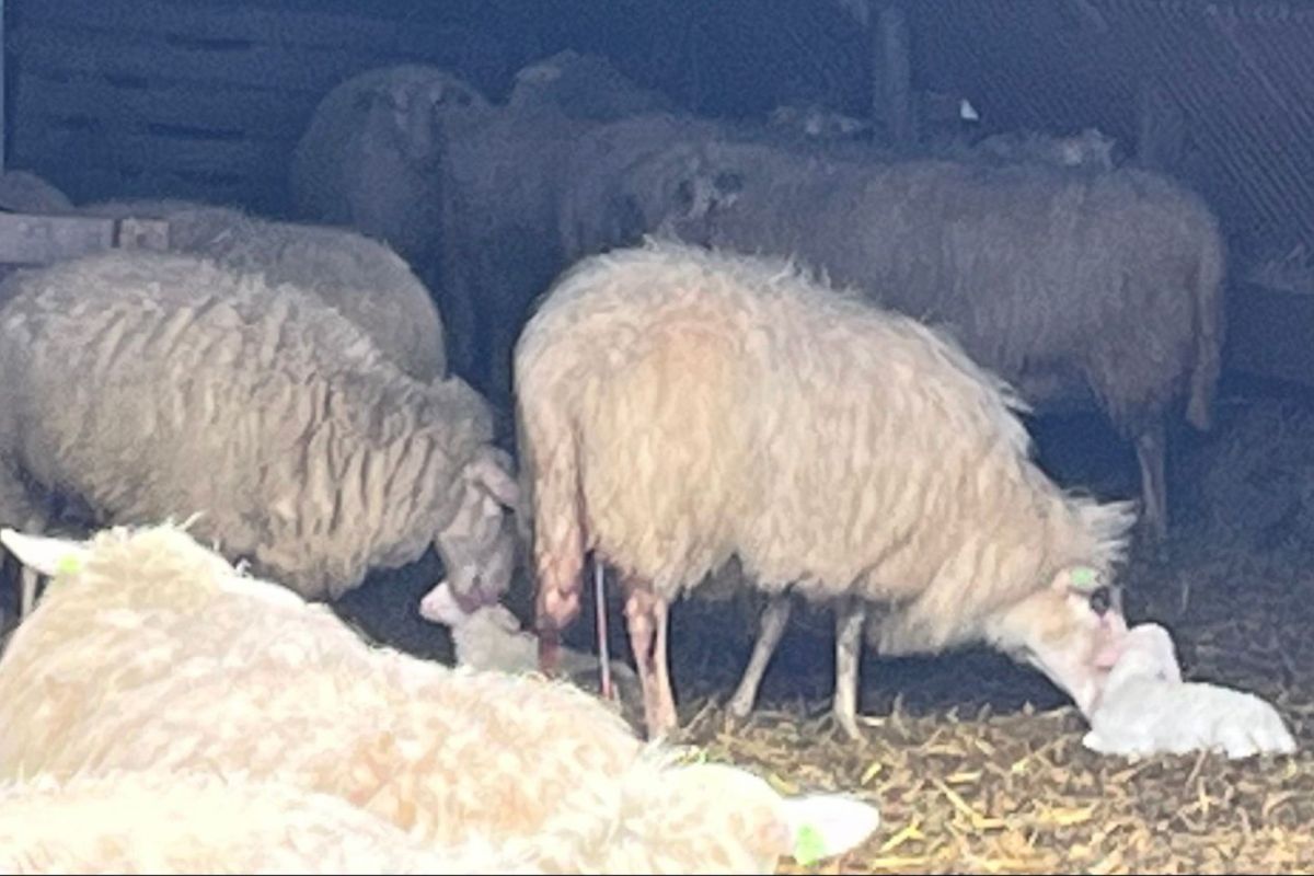 Stichting vrienden van de Edese schaapskudden