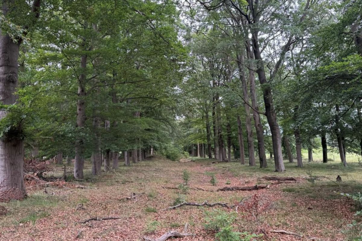 Nationaal Park de Hoge Veluwe