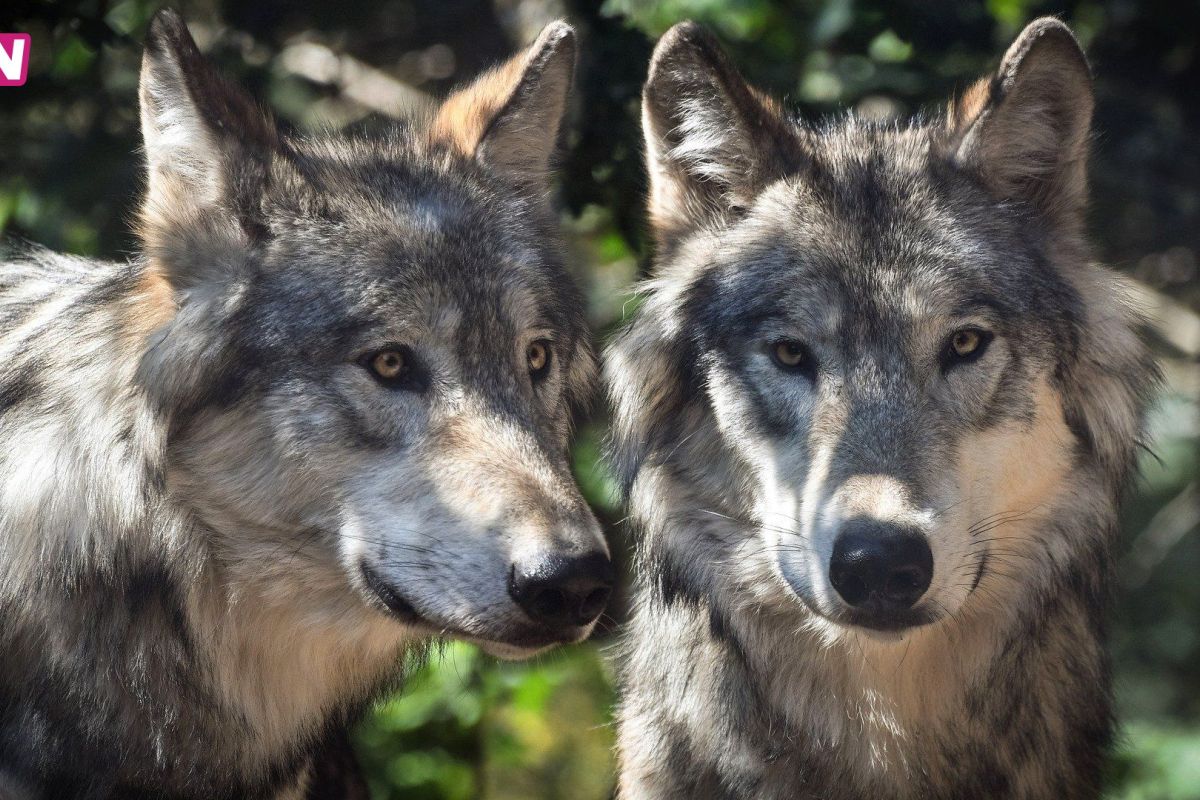archief Omroep Gelderland