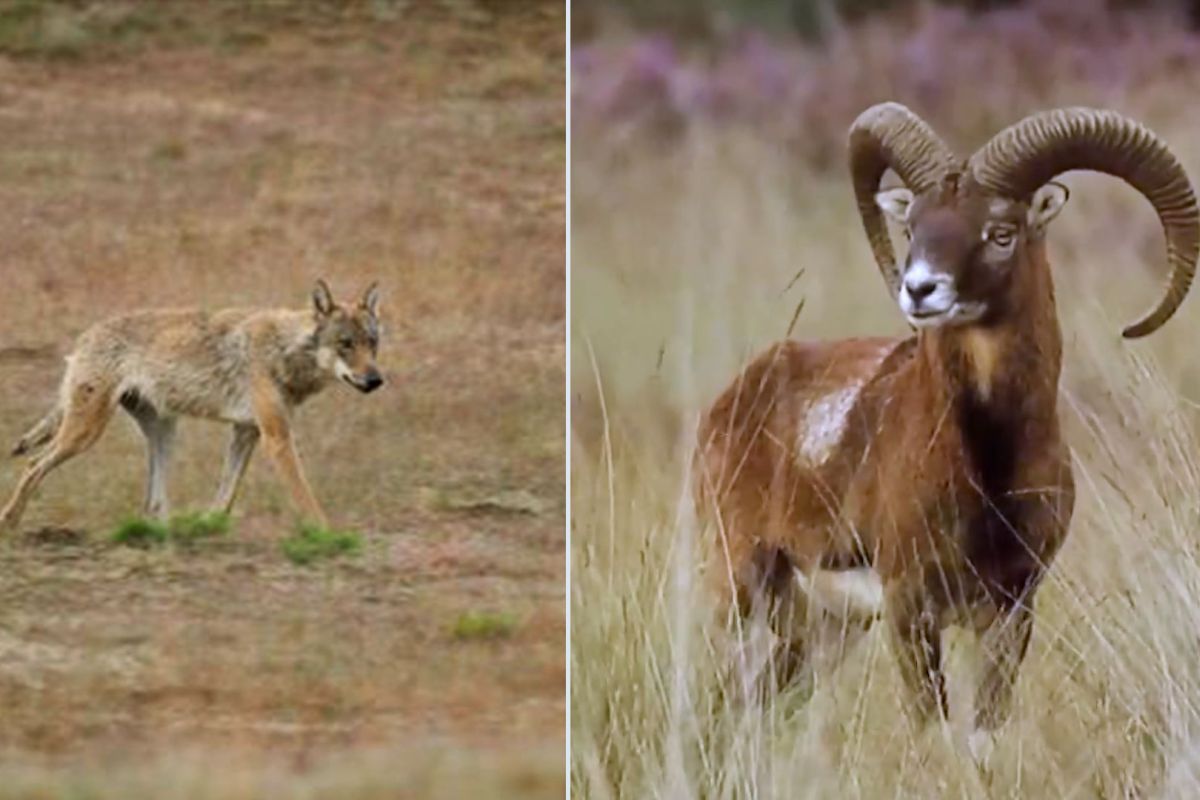 Nationaal Park De Hoge Veluwe/Omroep Gelderland
