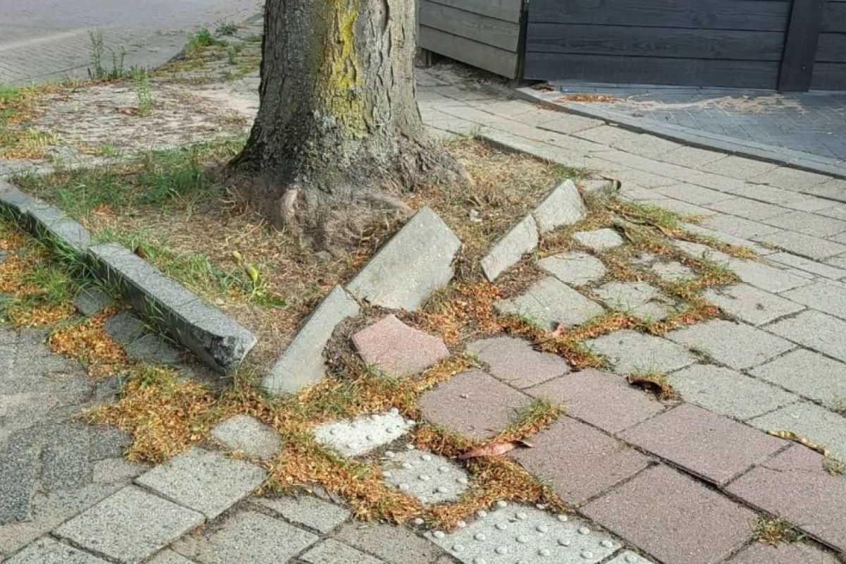 Rhenens Belang