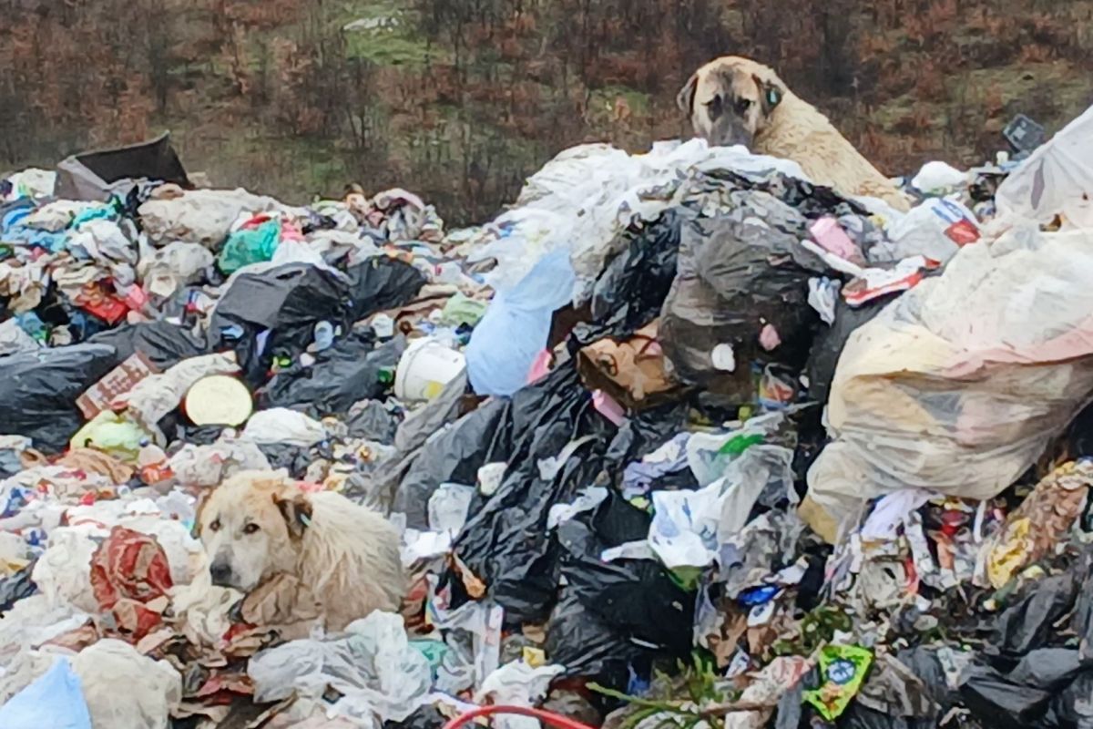 Stichting Animals Kosovo