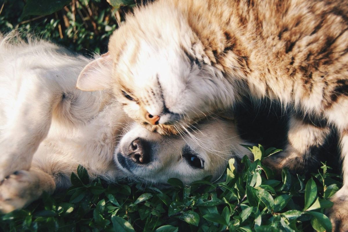 Partij voor de Dieren Ede