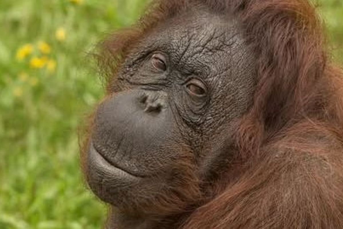 Ouwehands Dierenpark