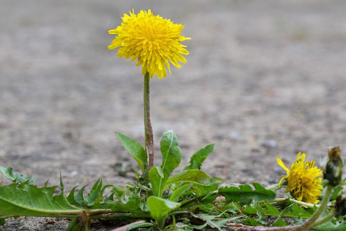 Natuur en Milieu en Sweco Nederland