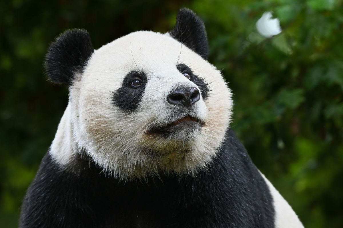 Ouwehands Dierenpark Rhenen