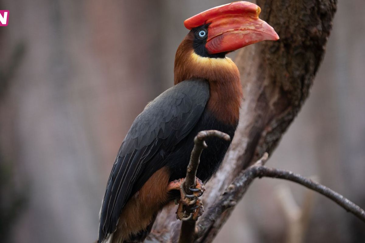 Ouwehands Dierenpark