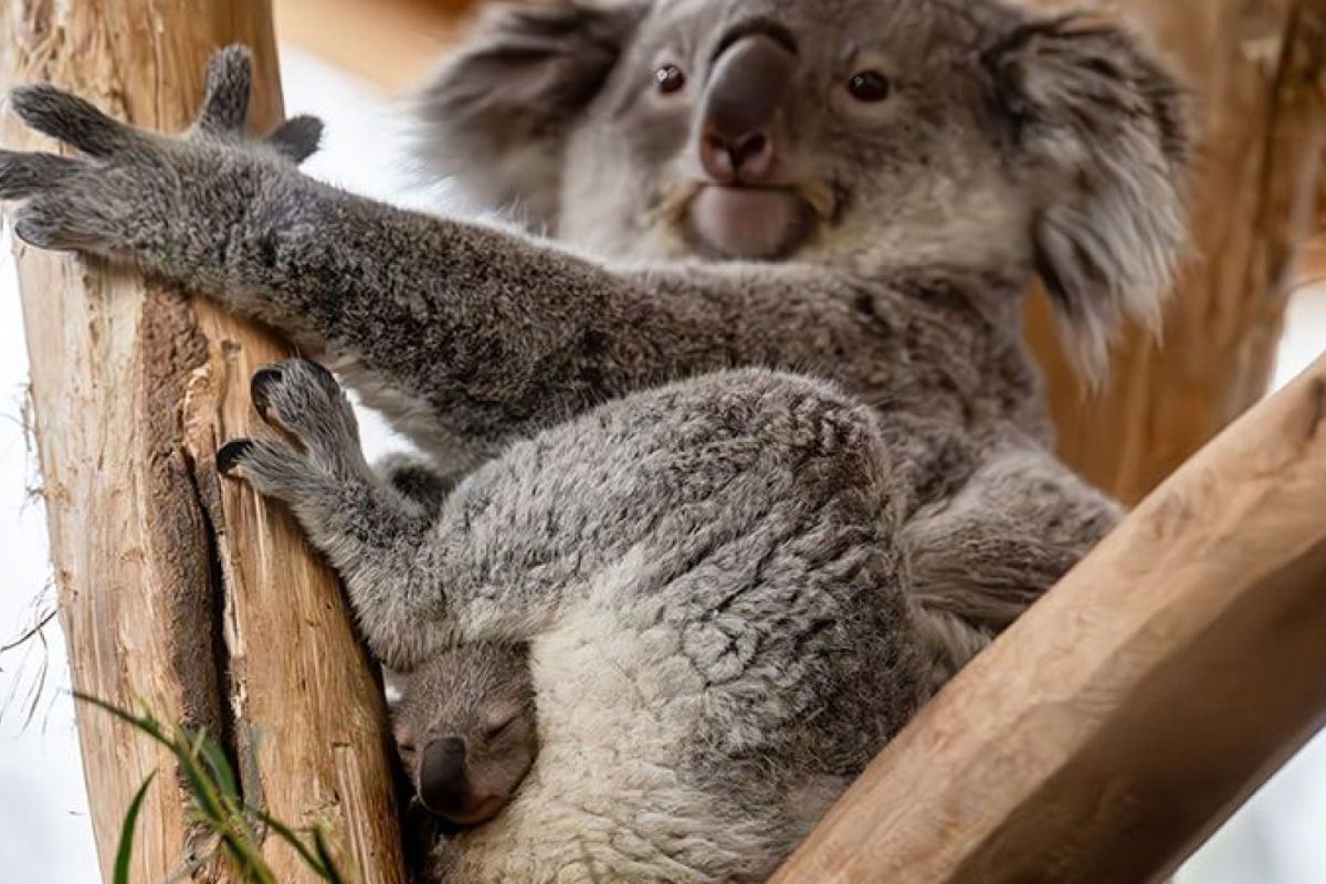 Ouwehands Dierenpark