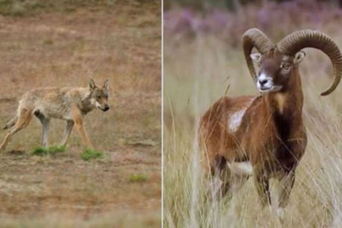 Nationaal Park De Hoge Veluwe/Omroep Gelderland