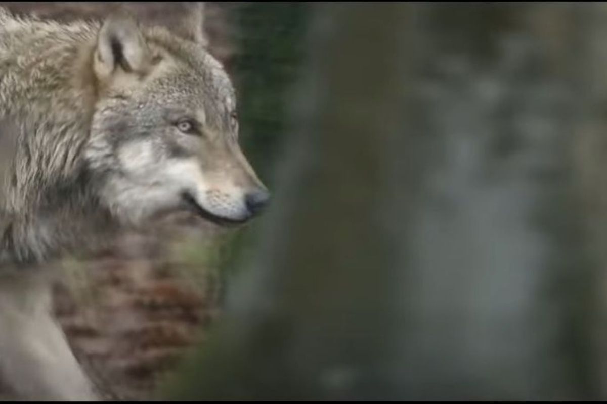 XON