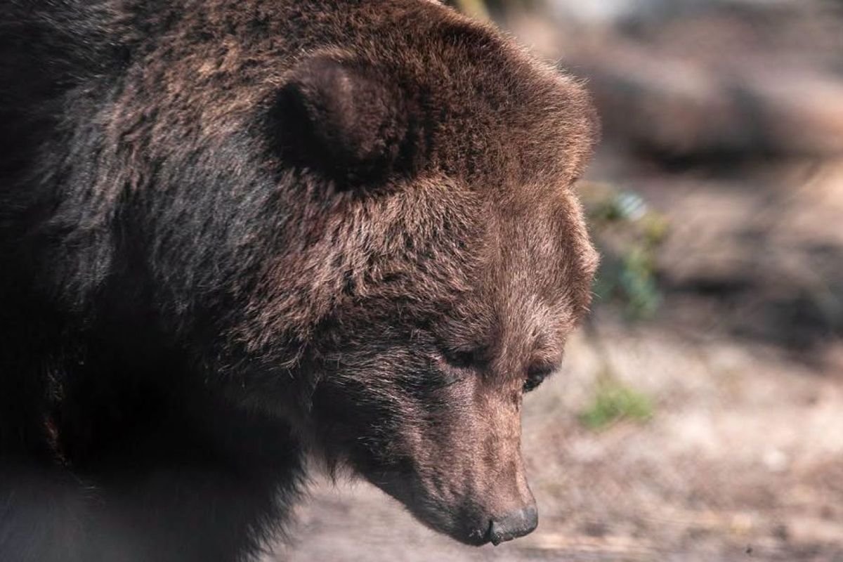 Ouwehands Dierenpark