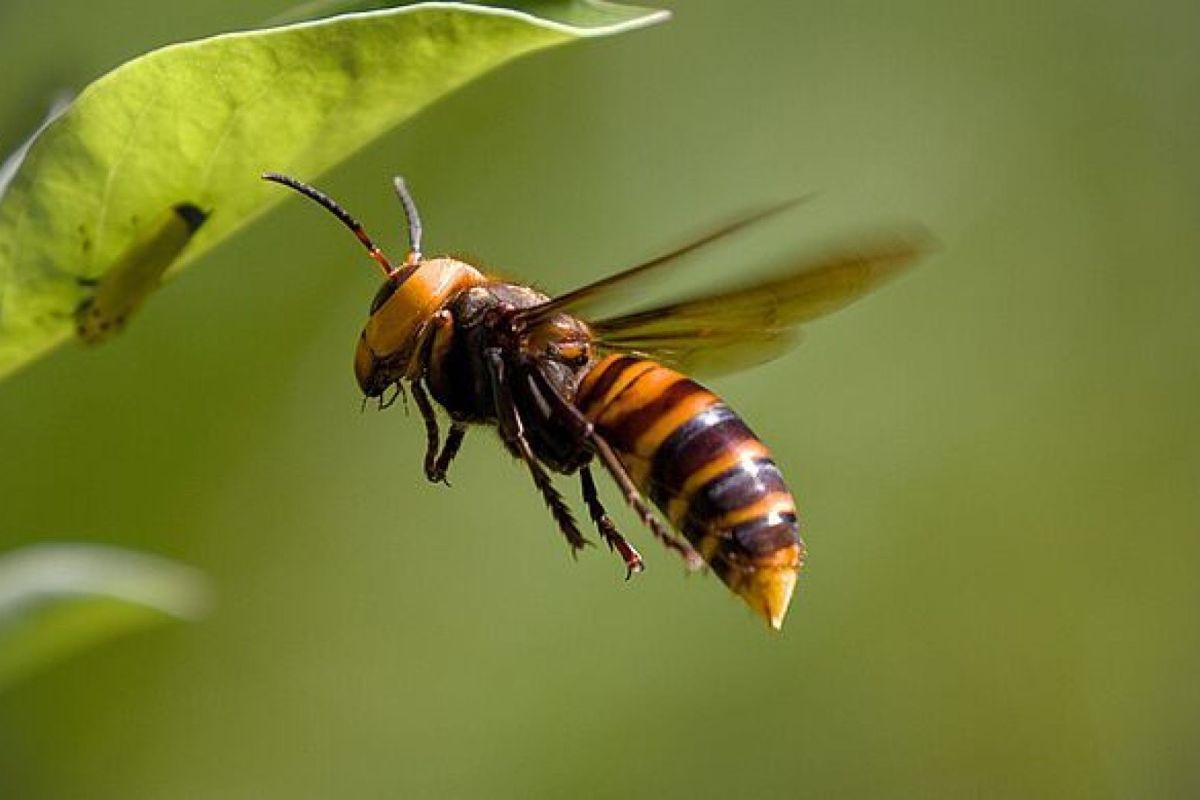 imkervereniging De Immenhof