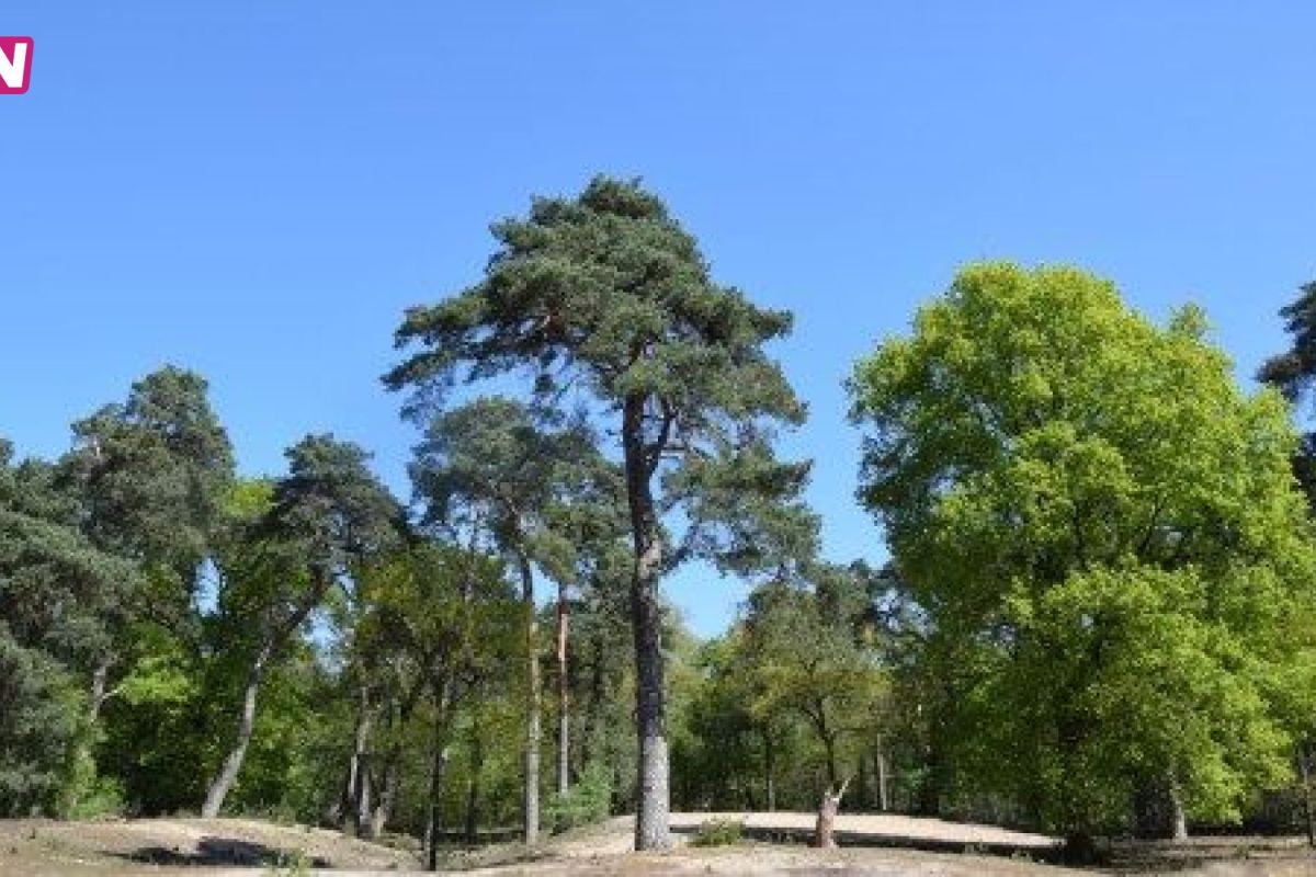 Floor Ten Brink