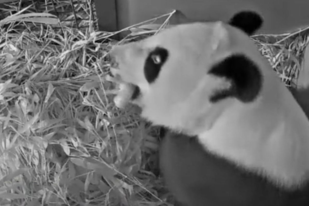 Ouwehands Dierenpark