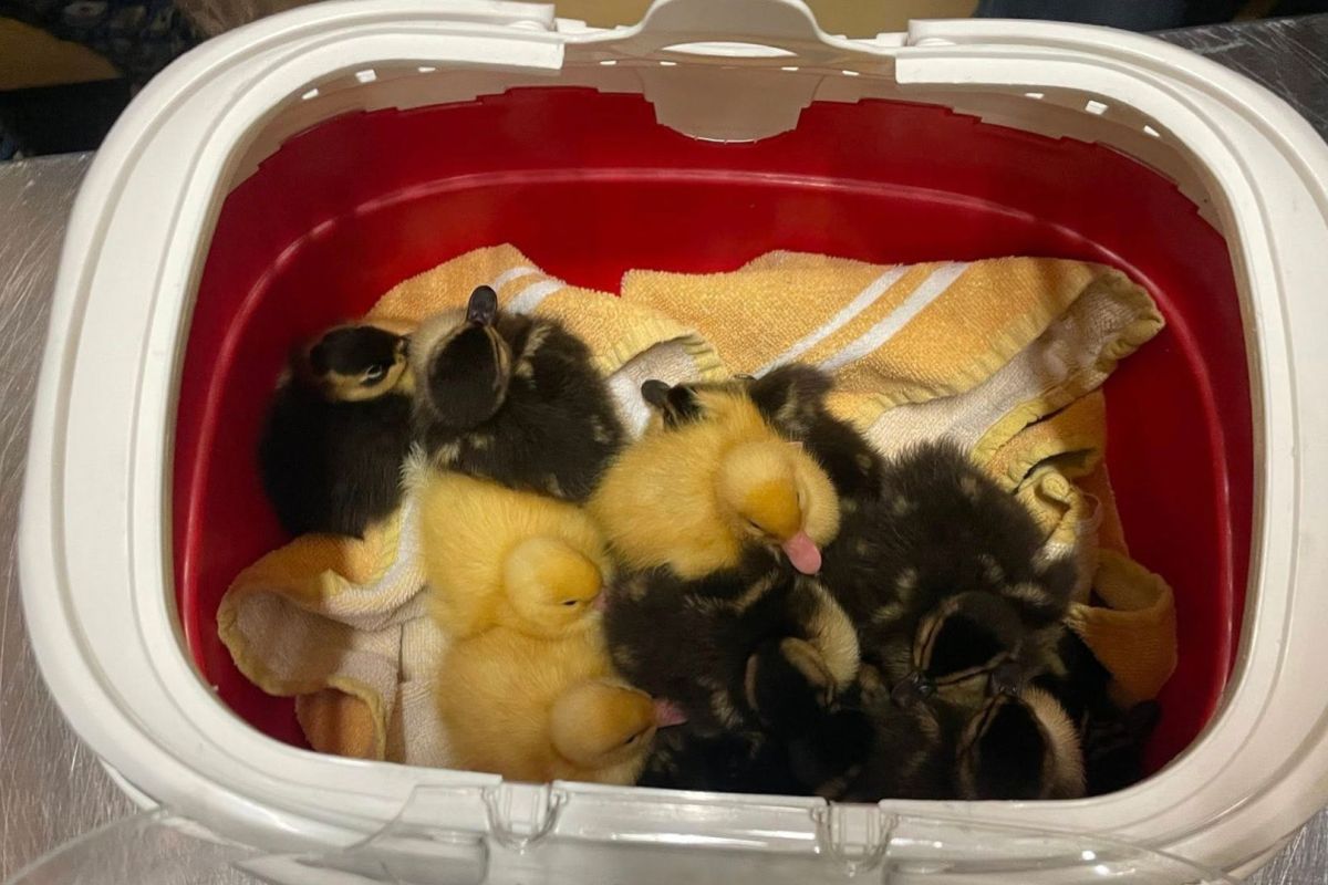 Dierenambulance Woudenberg eo