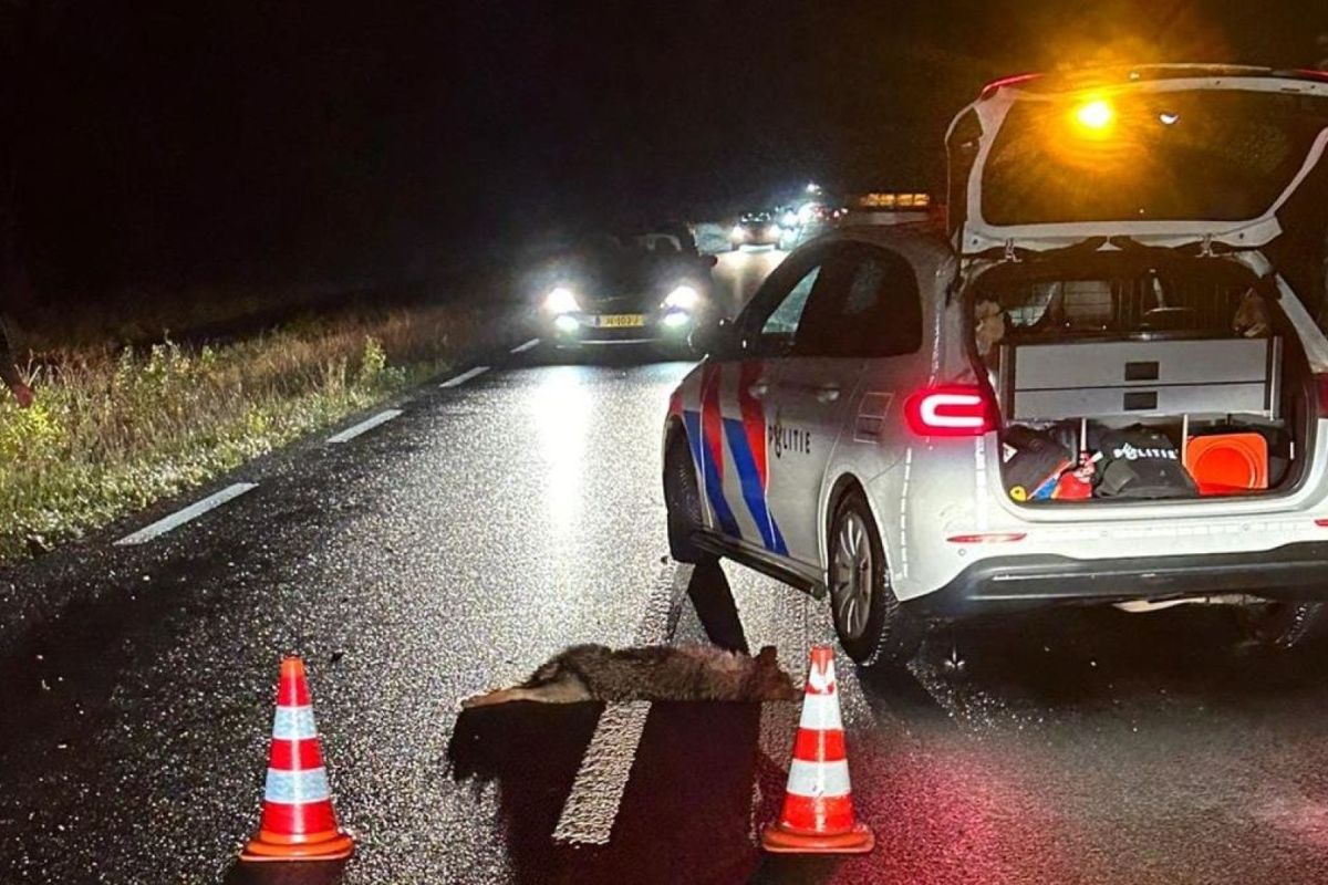 Facebookpagina &lsquo;Geen wolf in cultuurlandschap'