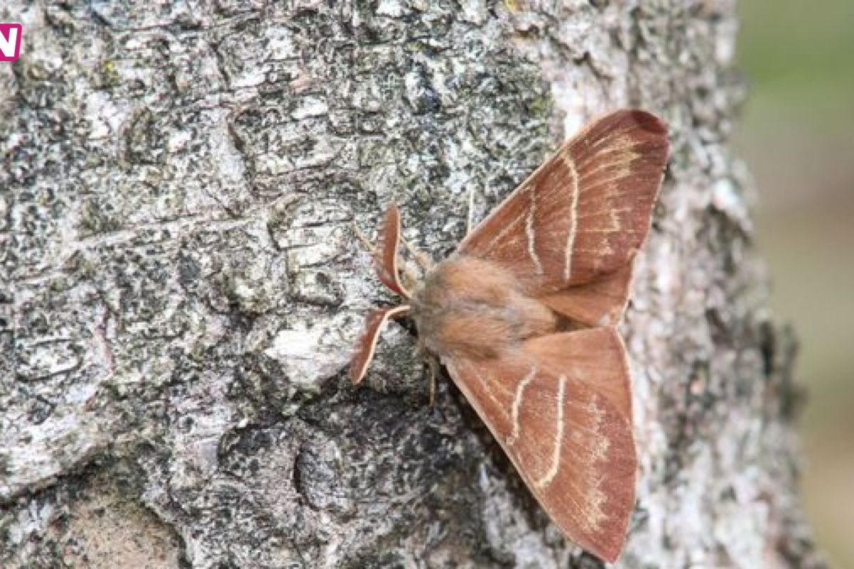 Nationaal Park de Hoge Veluwe